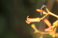 Palicourea acetosoides