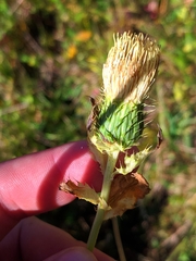 Cirsium erisithales