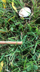 Stenotaphrum secundatum