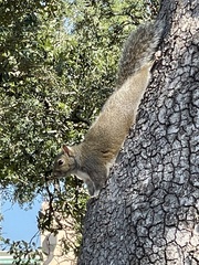 Sciurus carolinensis