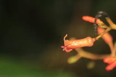 Palicourea acetosoides