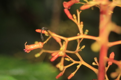 Palicourea acetosoides