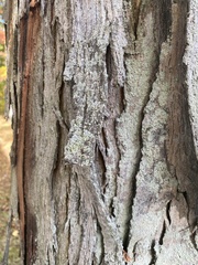 Hypocenomyce scalaris