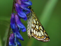 Heteropterus morpheus