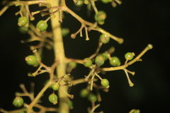 Palicourea acetosoides