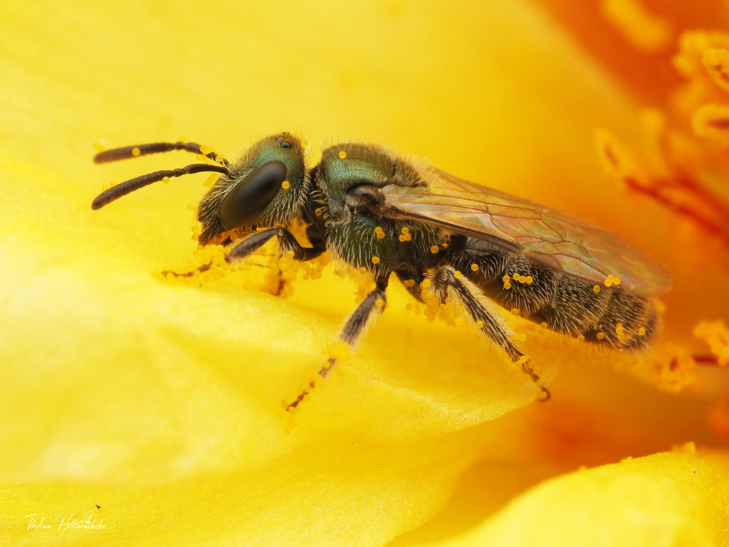 Occidental Sweat Bee