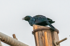 Lamprotornis australis