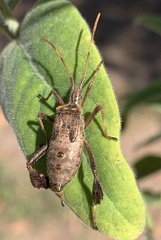 Leptoglossus zonatus