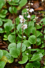 Pyrola grandiflora