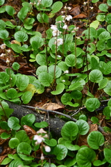 Pyrola grandiflora