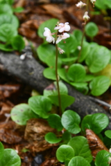 Pyrola grandiflora