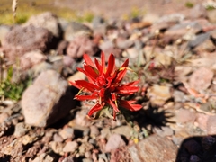 Castilleja hispida