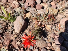 Castilleja hispida