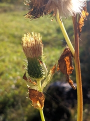 Cirsium erisithales