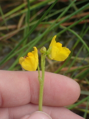 Utricularia