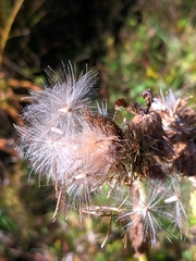 Cirsium erisithales