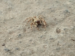 Mexigonus