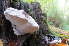 Heterobasidion annosum