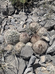 Escobaria chlorantha