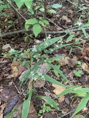 Symphyotrichum lateriflorum