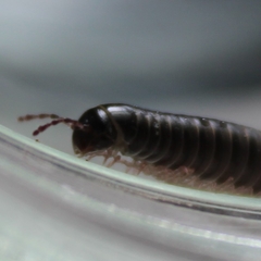Ommatoiulus moreleti