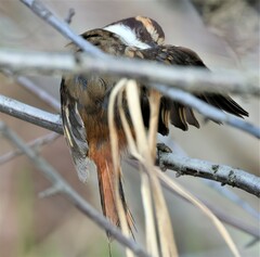 Aphrastura spinicauda