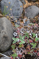 Potentilla crebridens