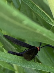 Cisseps fulvicollis