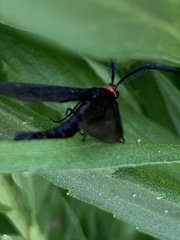 Cisseps fulvicollis