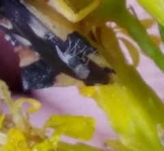 Agromyza