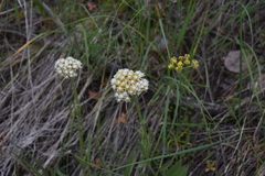 Antennaria anaphaloides