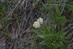 Antennaria anaphaloides