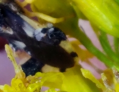Agromyza