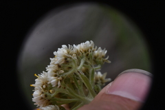 Antennaria anaphaloides