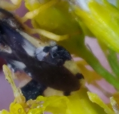 Agromyza