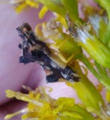Agromyza