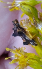 Agromyza