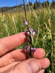 Gentianella amarella acuta