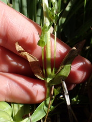 Gentianella amarella acuta