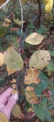 Prunus virginiana