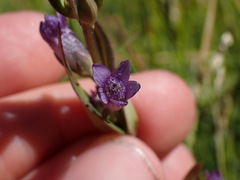 Gentianella amarella acuta