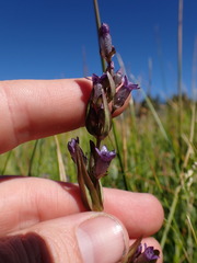 Gentianella amarella acuta