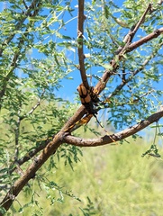 Dendrobias mandibularis