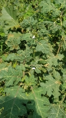 Solanum campechiense