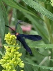 Cisseps fulvicollis
