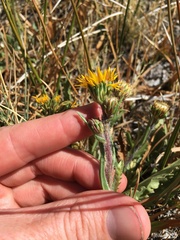 Pyrrocoma apargioides