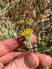 Pyrrocoma apargioides