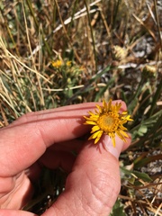 Pyrrocoma apargioides