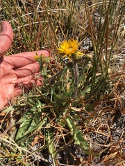 Pyrrocoma apargioides