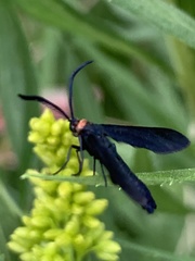 Cisseps fulvicollis